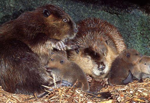 Castor Canadensis, Beaver