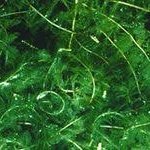 How to Keep Invasive Species Out!